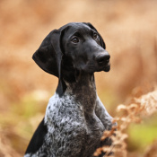 Sismik, a Black, Dark-blue German Shorthaired Pointer Mix Dog