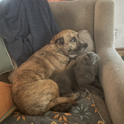 Luna, a Tan Mixed Breed Dog