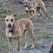 Leia, a Tan Mixed Breed Dog
