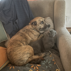 {petName}, a Tan Mixed Breed Dog