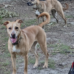 {petName}, a Tan Mixed Breed Dog
