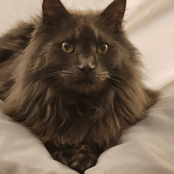 {petName}, a Grey Maine Coon Mix Cat